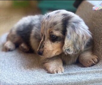 Šteniatka jazvečíka na adopciu.