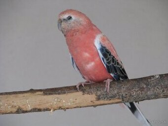 Predám neofemu búrkovú rok. 2025