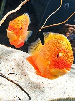 ‼️Heros super Red spotted ‼️