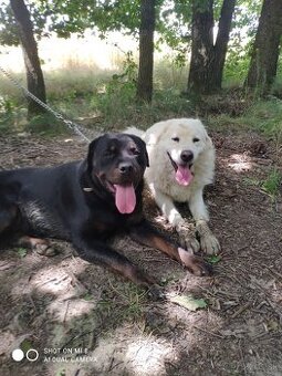 Krytie rotwajler rtw