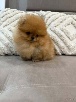 Pomeranian mini