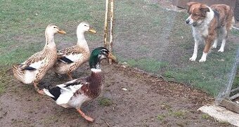 Kačky Appleyardy NV