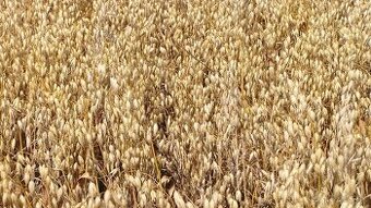 Ovos pšenica jačmeň obilie