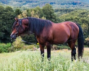 Pripúšťanie arabský plnokrvník