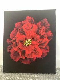 Červený kvet - nový obraz