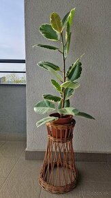 Ficus Elastica longifolia / Fikus / Gumovník