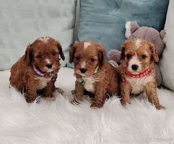 Cavapoo
