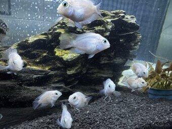🐠 Mladé cichlidy Vieja / Paraneetroplus 🐠