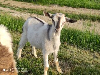 Capko