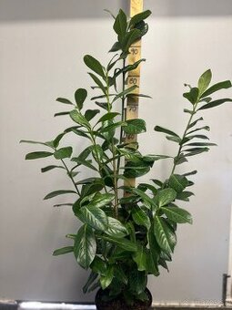 Vavrinovec cervienka