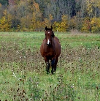 2,5 ročná Quarter Horse kobylka