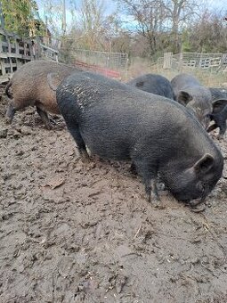 Vietnamské prasiatka