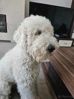 Labradoodle na krytie