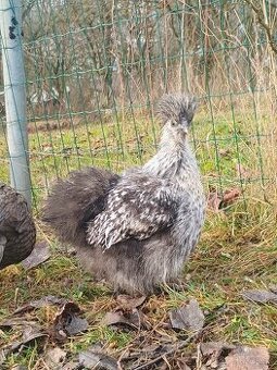 Kohút hodvábničky