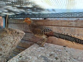 bažant zlatý - 2025 kohut - 2ks