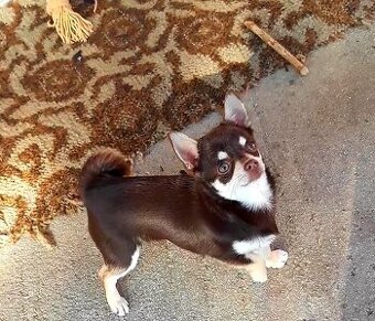 Čivava čokoládová  ‐    fenka