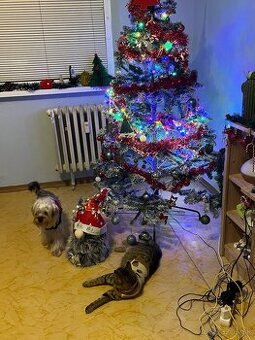 Predávam do bitu ale potrebuje prechadzki je hráva šťastná