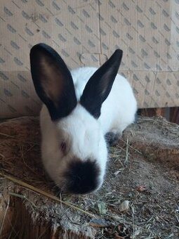 Kalifórnsky králik