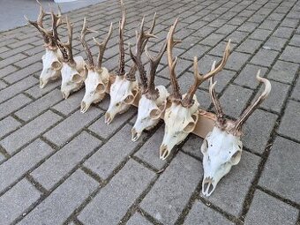 Trofej trofeje paroh parohy parozie zhody