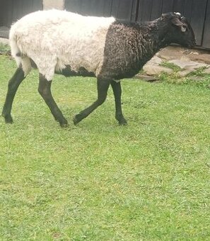 Predám barana Dorper