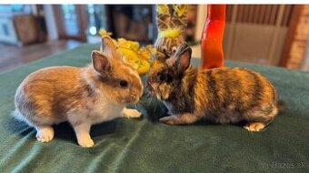 Lilo a Lexy hľadajú nový domov
