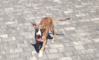Chart angielski whippet FCI