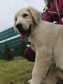 Zlatý retriever
