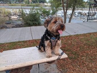 Kúpim fenu Yorkshire terrier