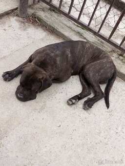 3 ročný čistokrvný Cane Corso