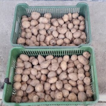 Kŕmne zemiaky - 27 kg za 8 Eur

