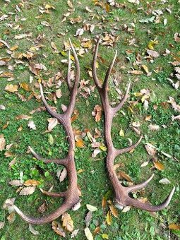 Predám Jelenie parohy