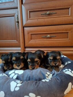 Yorkshirsky terier York