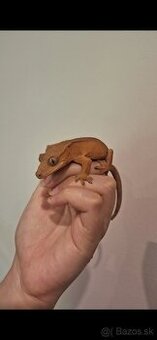 Pagekon riasnatý ( Correlophus ciliatus)