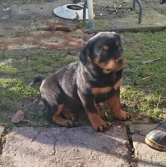 Šteniatko rotvajlera - 1