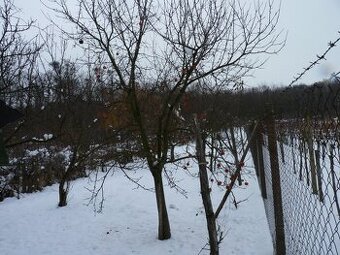 Predaj, pozemok, Podhájska - 1