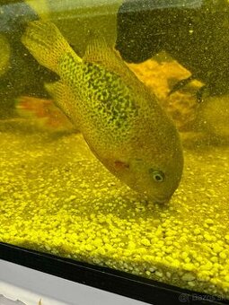 Americké cichlidy, Vieja Bifasciata