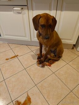Rhodesian ridgeback