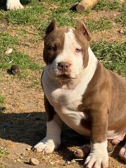 Na predaj American Bully