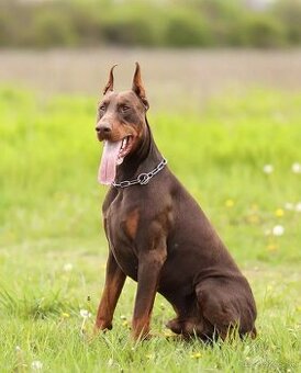 Doberman krytie