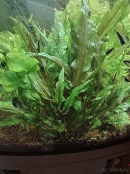 CryptocoryneXpurpurea