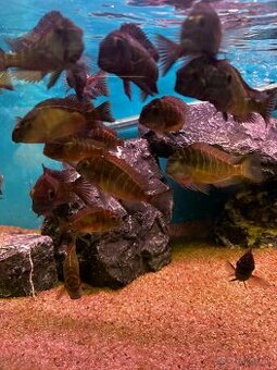 Tropheus Blue rainbow chatika