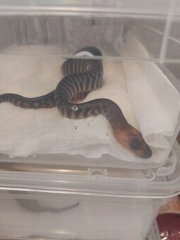 Aspidites ramsayi NZ/5/25 Doprava po SR/Faunia/ZE/Akvatera