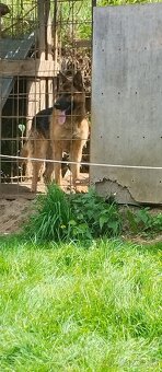 Nemecký ovčiak