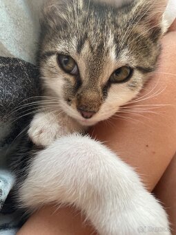 1/2 Mainská mývalia mačka (Maine Coon)