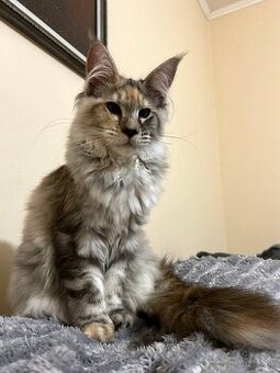 Maine Coon mačiatko – dievčatko, polydakt, farba fs22 (želvo