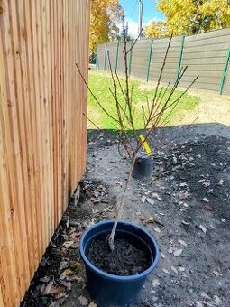 Predám Broskyňa , Marhuľa , Jabloň , Slivka , Hruška, Višňa.