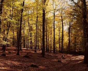 Lozorno – 4.293 m2 LESY a PÔDA v pozemkových úpravách