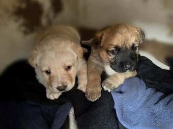 Darujem šteniatko - šteniatka - 1