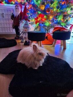 Predám zakrslého zajaca