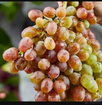 VINIČ TROJKA KRAINOWA  2 ročný